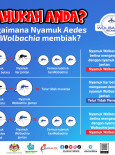 Bagaimana Nyamuk Aedes Berwolbachia Membiak?